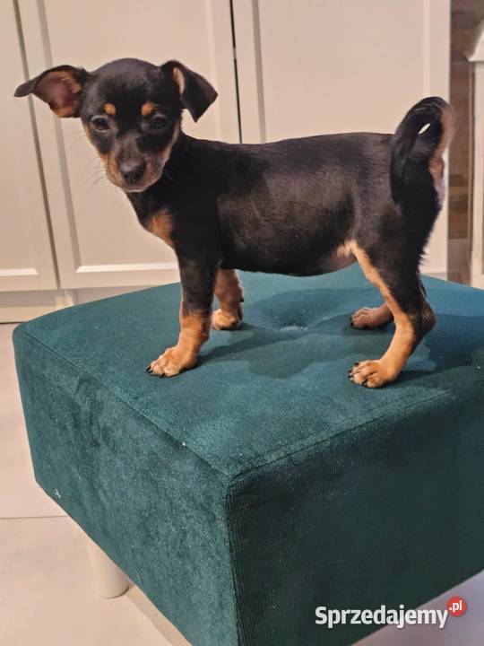 Suczka pinczerek miniaturka Chróścin
