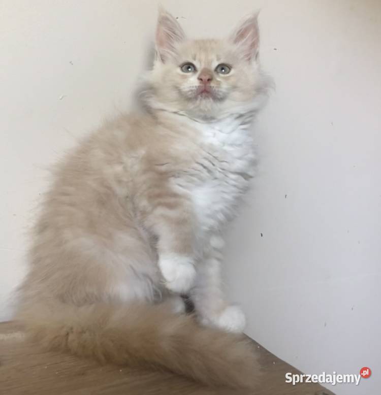 Maine Coon Śliczne kotki Wińsko
