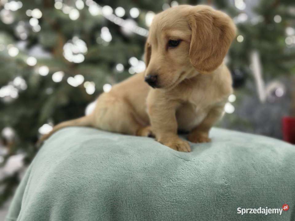 Jammik długowłosy miniaturowy kremowy Dackel