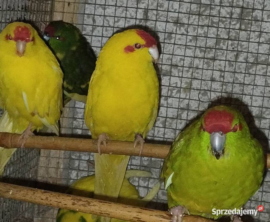 Rozelle białolice Wodzisław Śląski