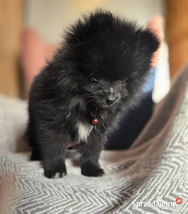 Pomeranian szpic miniaturowy Tarnów