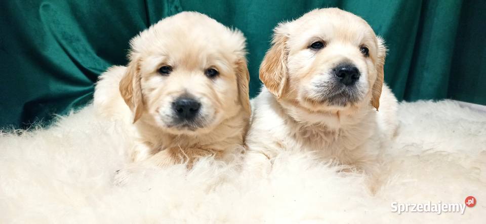 Golden retriever złote szczenięta Warszawa