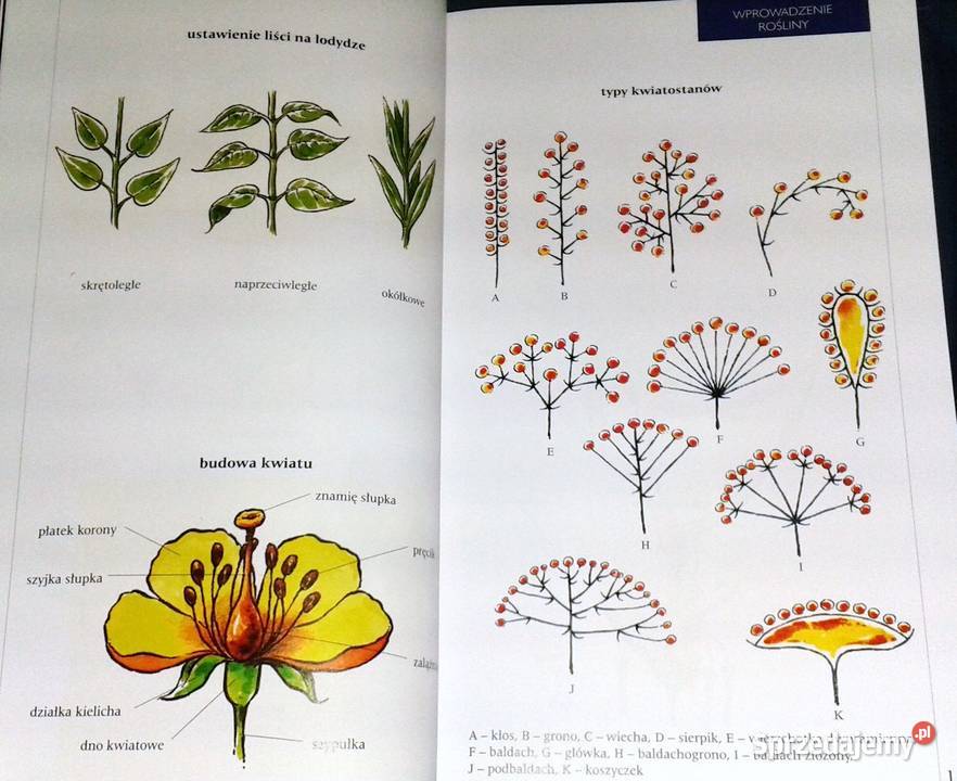 Atlas roślin Pascal Renata KrzyściakKosińska M miękka Pozostałe Chełm
