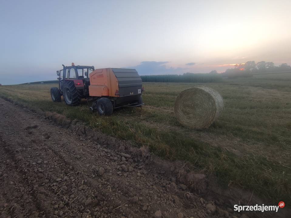 Siano suche koni Zduńska Wola