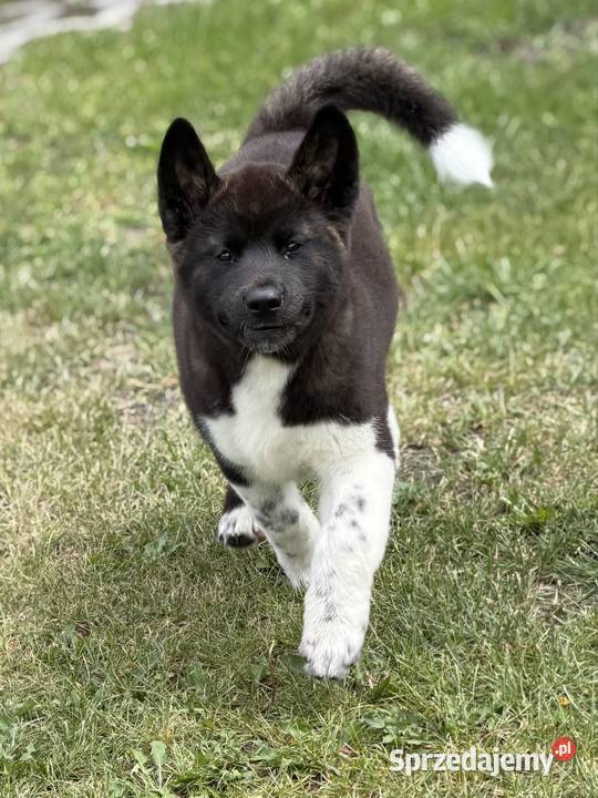 Akita amerykańska
