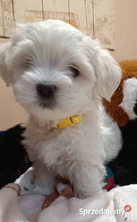 Maltańczykśliczny piesek Maltańczyk Warszawa