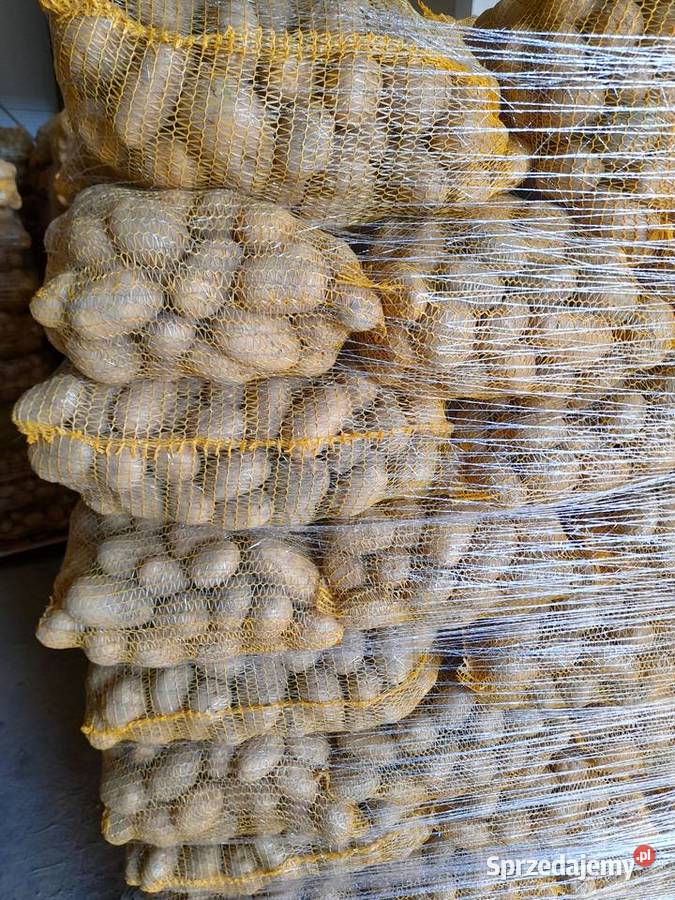 Ziemniaki jadalne odmiany Ignacy transport Kozienice