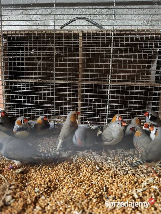 Gołąbki diamenton mam Wrocław