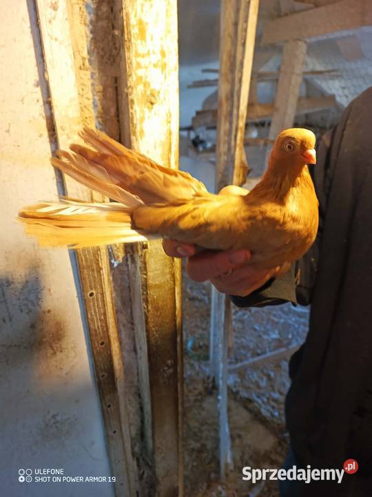 Gołębie zamojskie górnolotne Płoskie