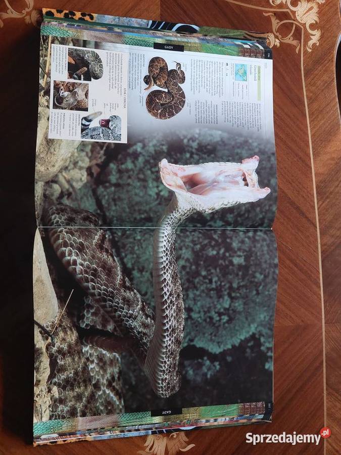 Królestwo zwierząt encyklopedia Świat Książki DK Literatura Tychy