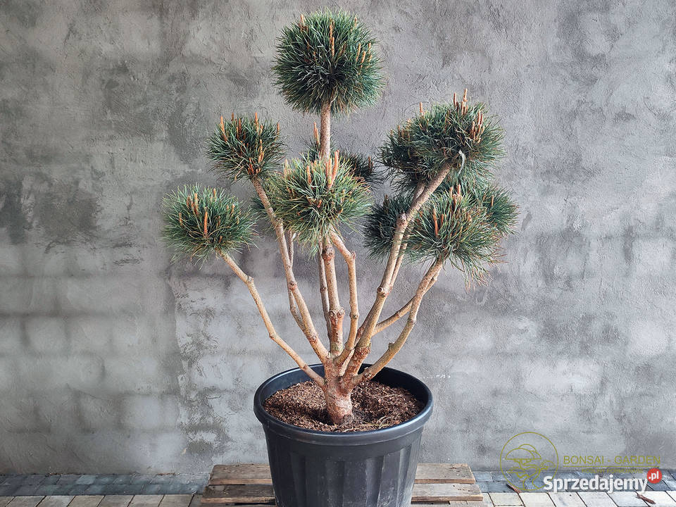 Sosna pospolita formowana 093 NIWAKI BONSAI