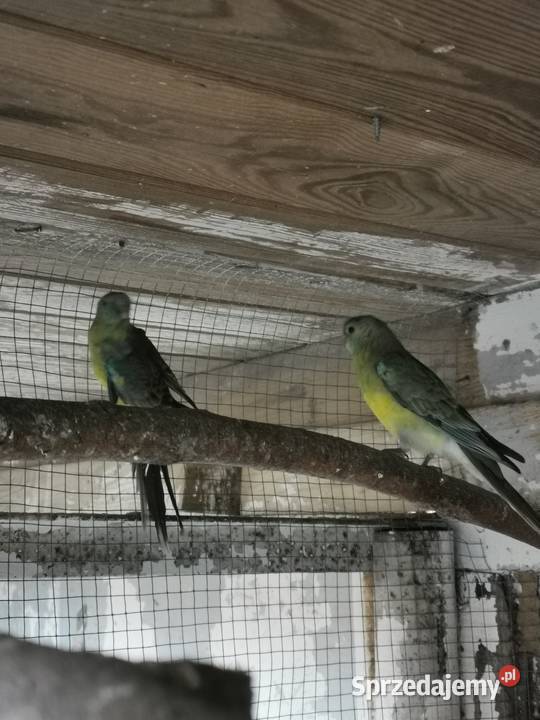 Sprzedam zamienię wielkopolskie Maryszewice