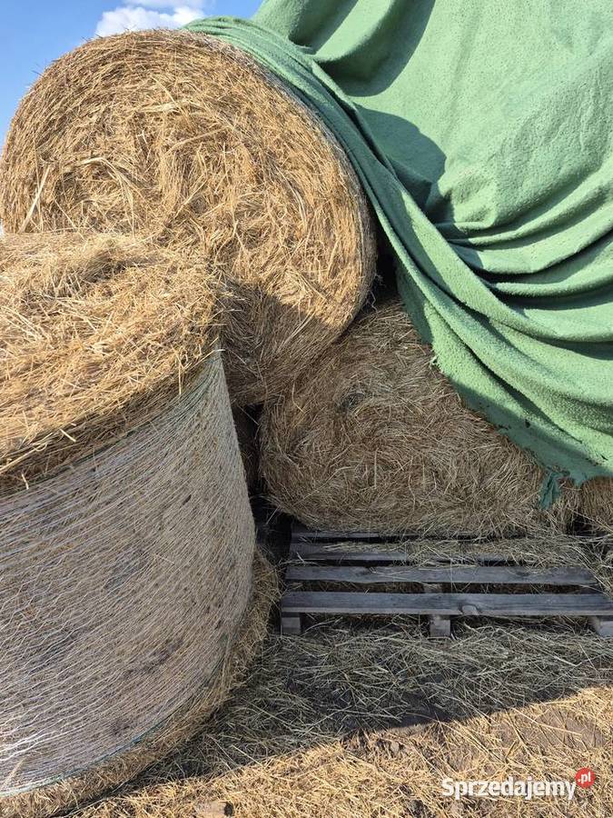 Sprzedam siano 120x120 Jeniniec