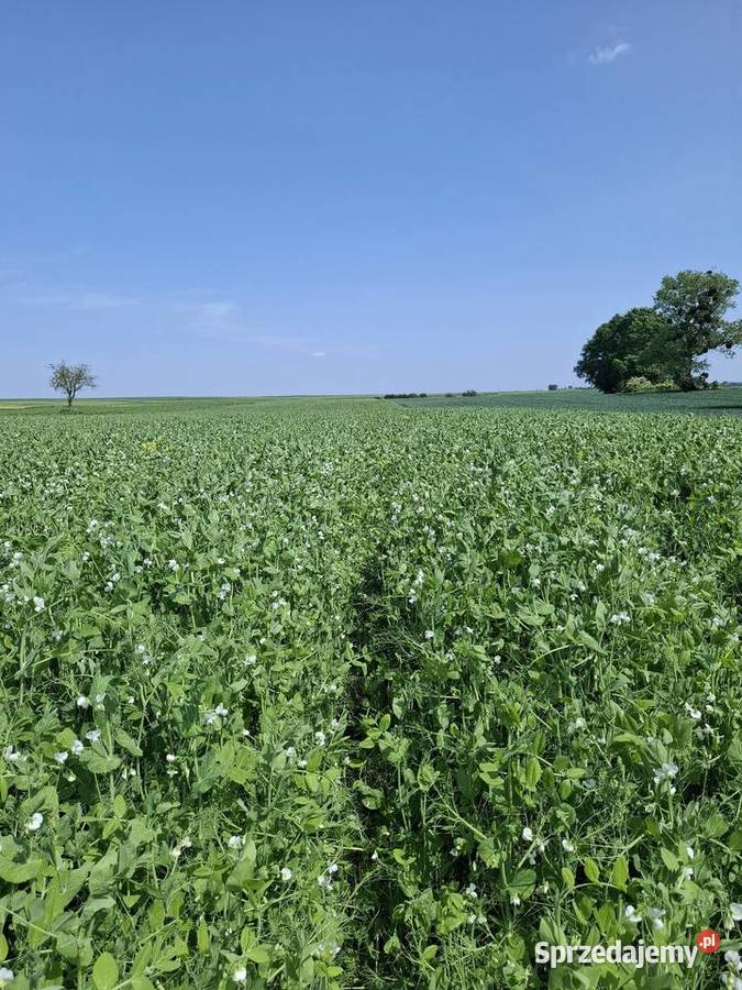 Groch polny 2025 Antoniówka