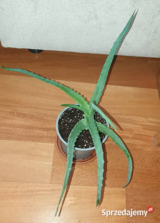 Aloes roślina rosnąca 1 Warszawa sprzedam