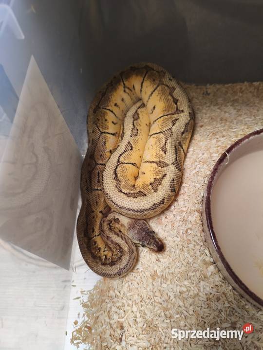 Sprzedam pytony królewskie lubelskie Łuków