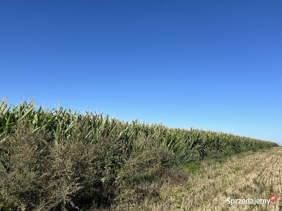 Kukurydza na pniu Rolnictwo Garbów