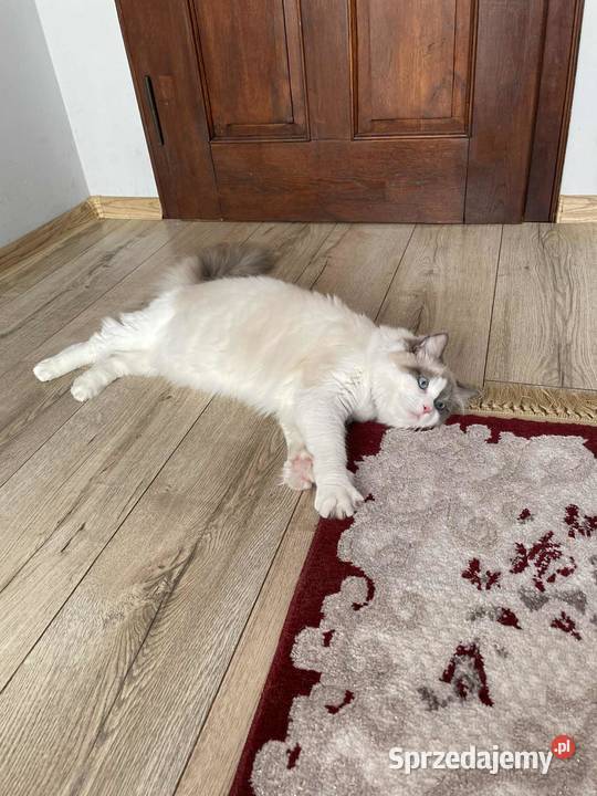 Kotek Ragdoll FPL łódzkie Wieluń