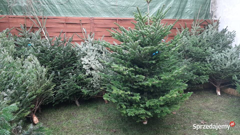 Choinka żywa jodła świerk cięte i w donicy Sosnowiec