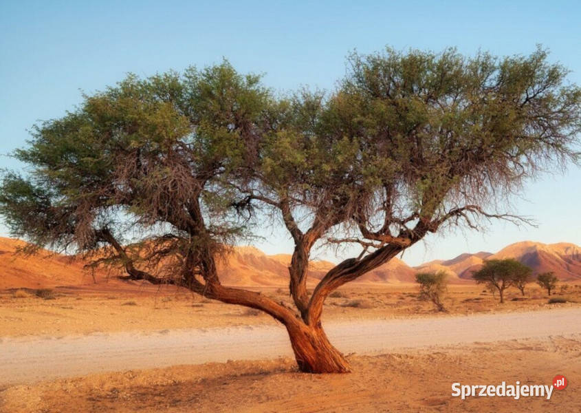AKACJA SENEGALSKA  Acacia senegal NASIONA 100g Lubanie