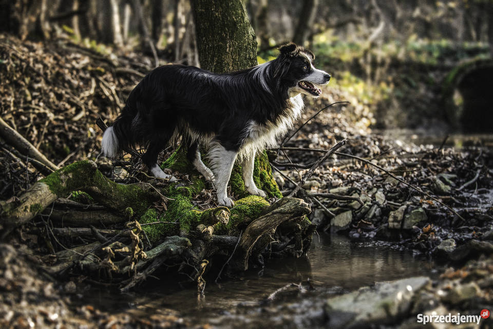 BORDER COLLIE ZKWP FCI Cieszyn