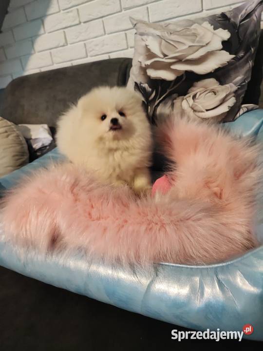 Pomeraniany suczki