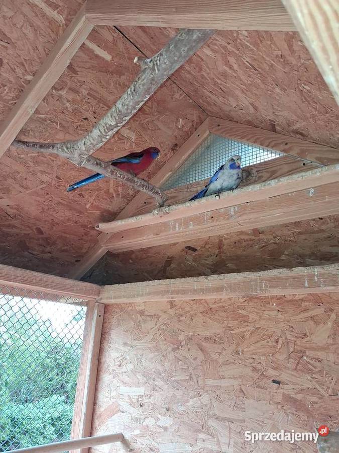 Rozelle królewskie Makowiec