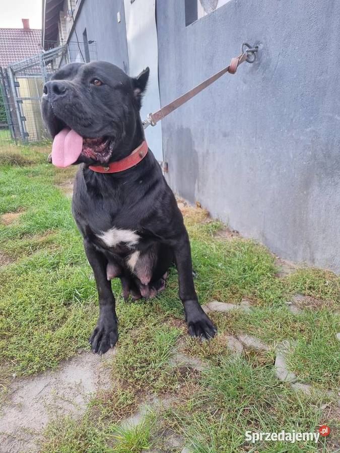 Cane corso szczeniaki Cane Corso Juliopol