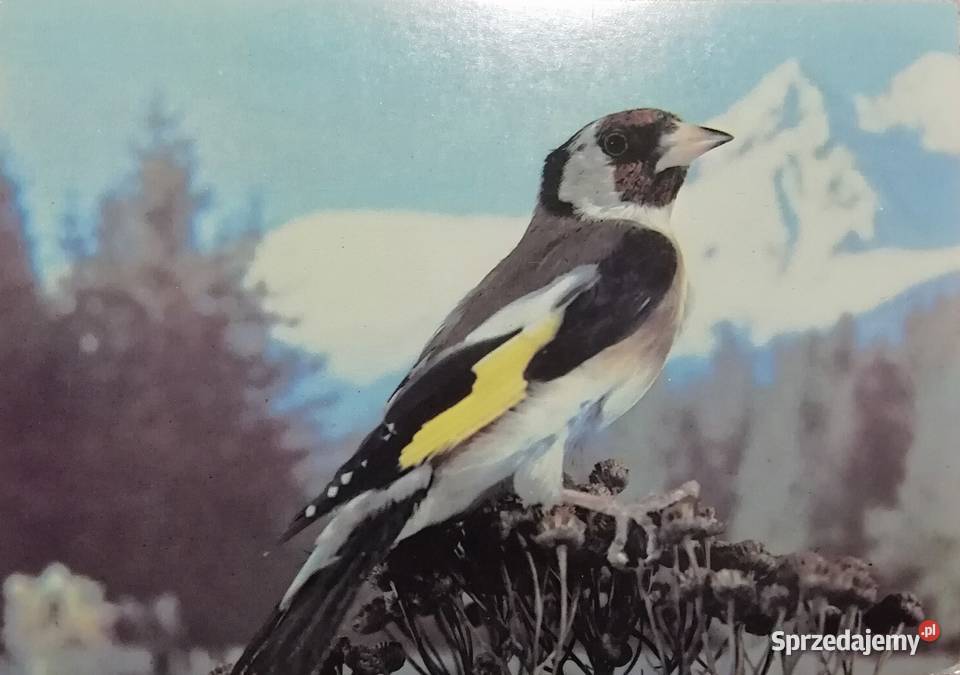 Szczygieł kartka ze zdjęciem Pozostałe małopolskie Kraków