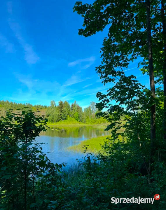 Działka leśna 979ha z prywatnym stawem 05 ha 5zł/m2 Gołdap sprzedam