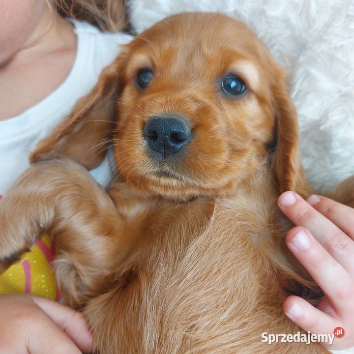 Cocker spaniel angielski złota suczka Moroczyn