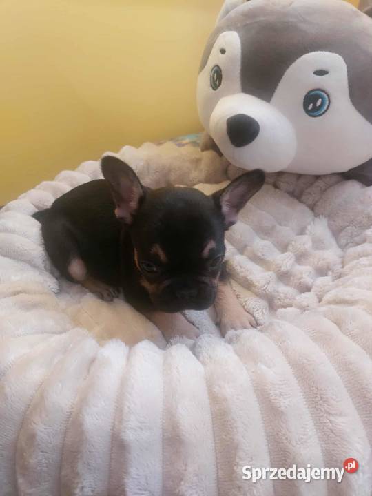 Suczki buldog francuski Płońsk