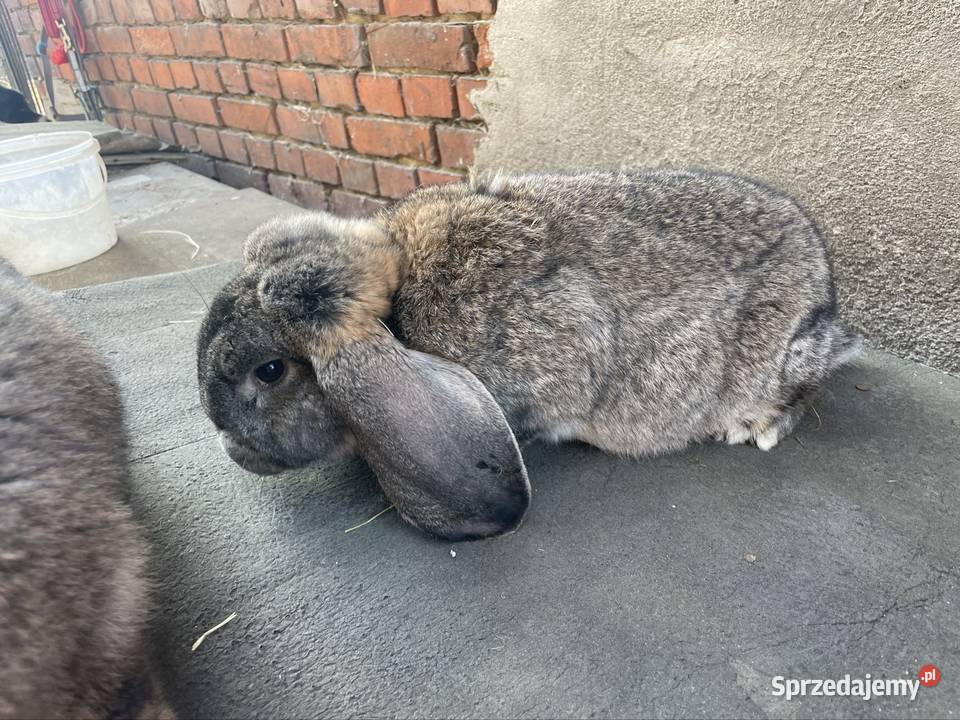 Baran francuski samce Dobra Nadzieja