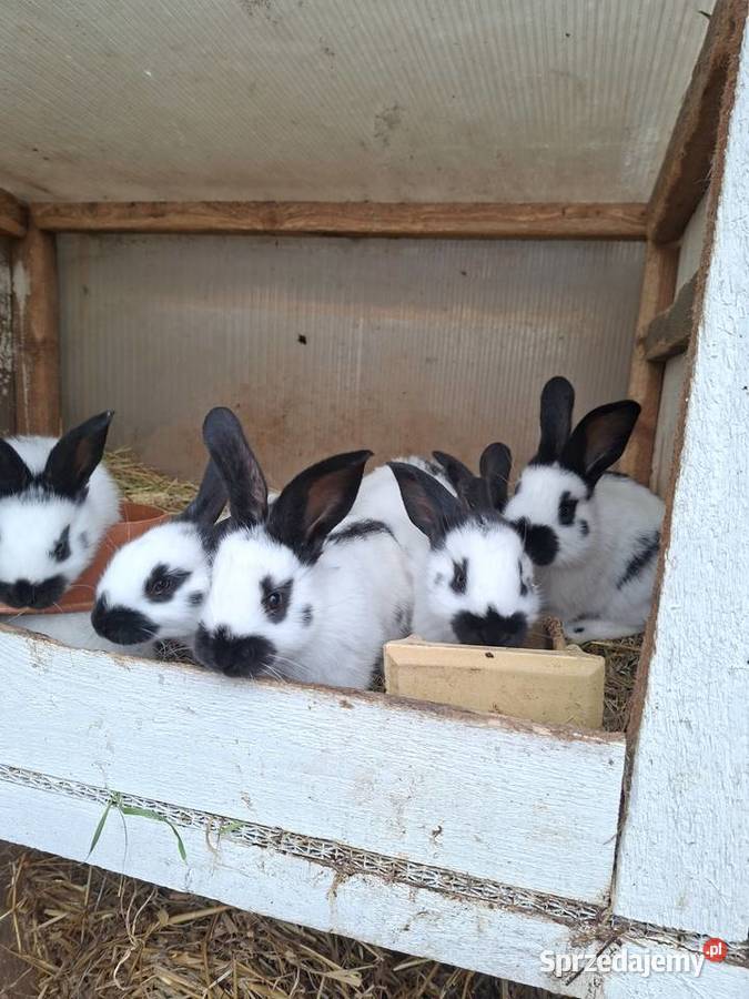 Sprzedam króliki srokacze niemieckie Zwierzęta pomorskie Skarszewy sprzedam