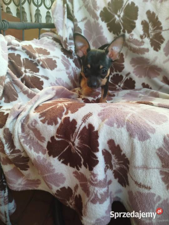 Szczeniak pinczer suczka mazowieckie Płońsk