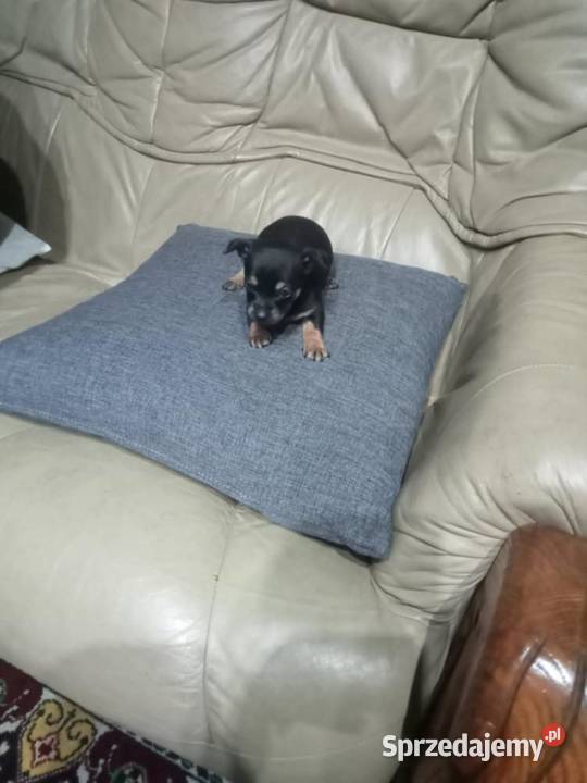 Pinczerek miniaturka suczka Wawrzeńczyce