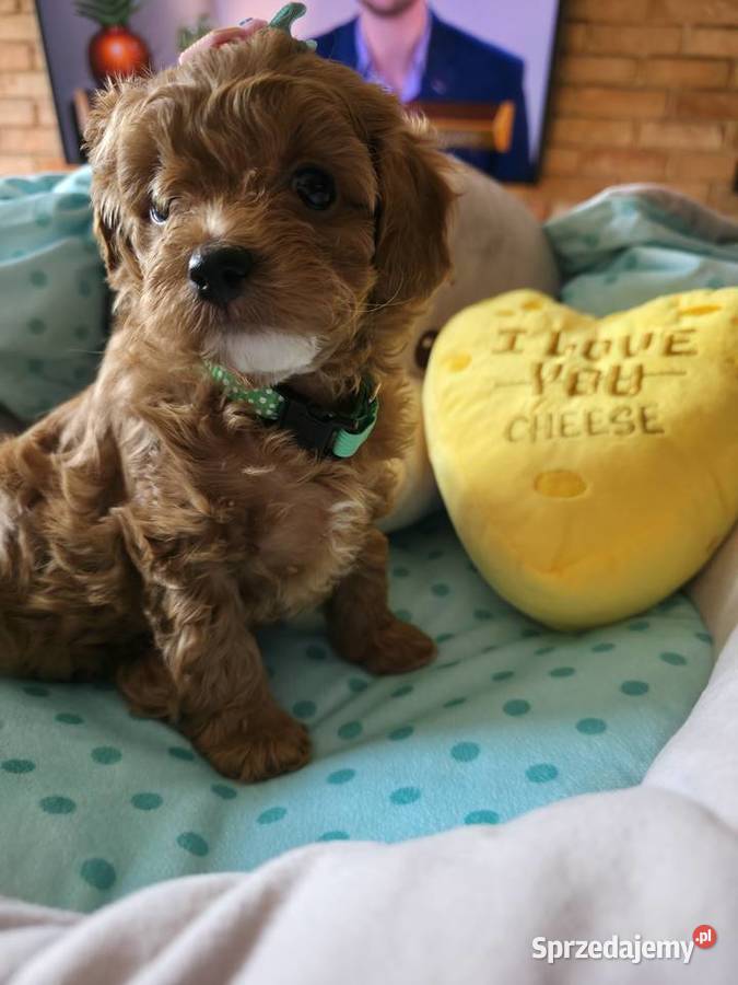 Maltipoo suczka Wyszków