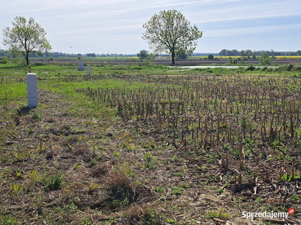 Działki w Jagoszycach niedaleko Prusic Jagoszyce