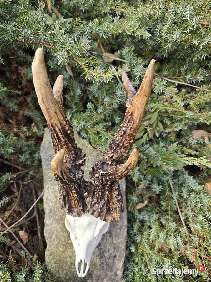 AKTUALNY VCE REKORD ŚWIATA 2006r DORSET CIC Orzesze