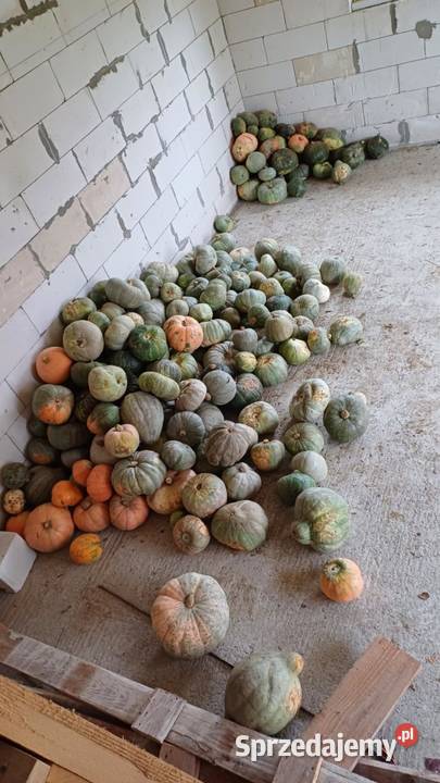 Dynia Ekologiczna 500 Kołaczyce