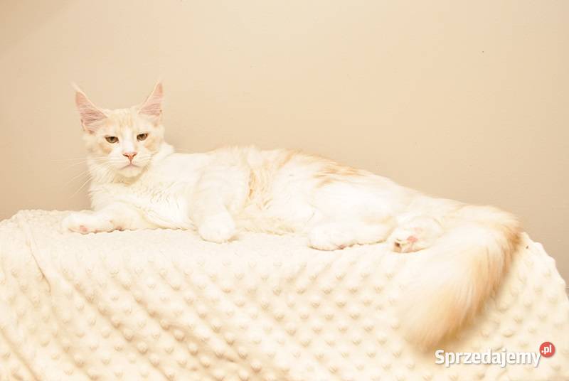 Przepiękny kocurek Maine Coon GOTOWY DO ODBIORU Białystok