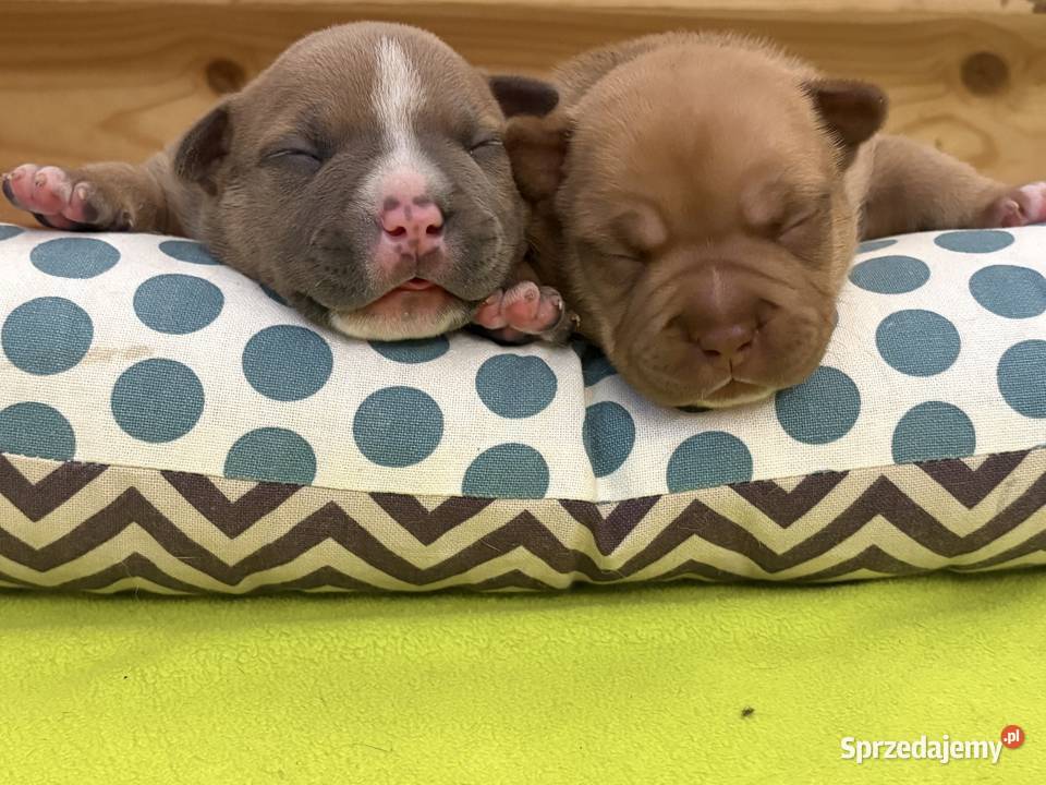 Wyjatkowe American Bully pocketmicro ABKC Show Głogów