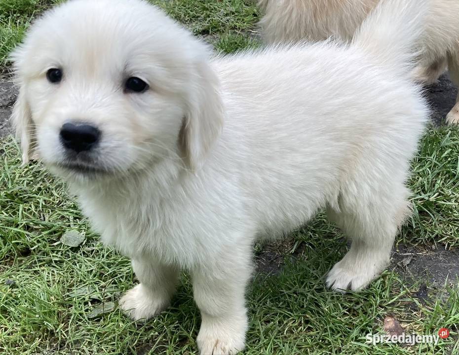 Golden Retriever Kargów