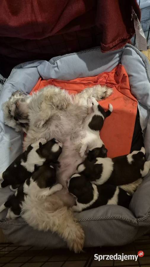 Szczeniak Pies Suczka Shih tzuHappy Dog BoBi Grodzisk Mazowiecki