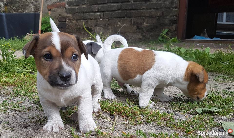 Szczeniaki Jack Russel Terrier śląskie
