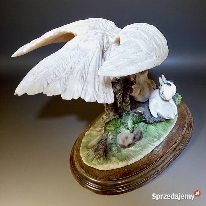 Gołębica karmiąca pisklęta biskwit Daz Pardo O Bronisze