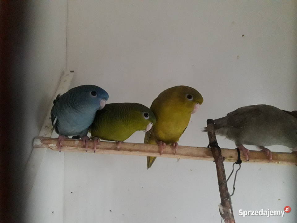 Stokówka prążkowana katarzynki wielkopolskie Pobiedziska