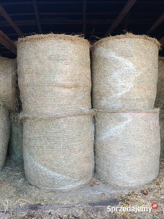Sprzedam siano w belach 120120 lubelskie Lendo Ruskie