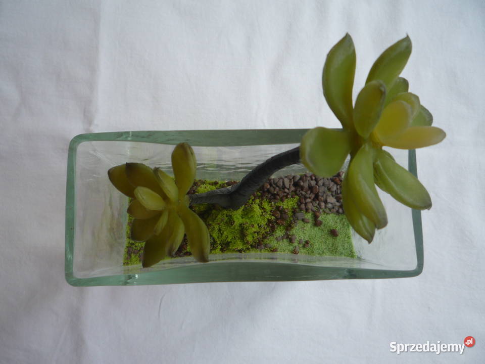 Kaktus w szklanym wazonie Zielony ogródek w Szczecin