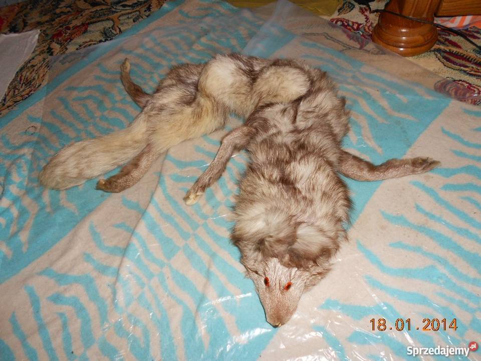 Szal z lisa pełnego nowy Ostrołęka